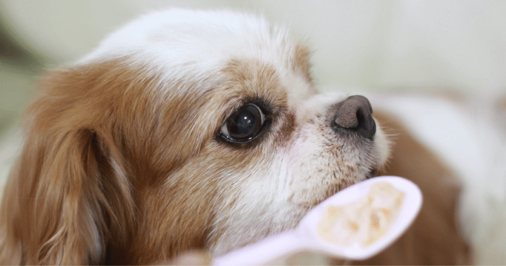 老犬とウェットフード