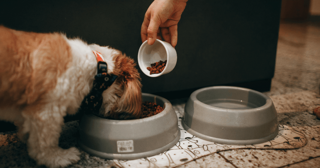 フードを食べている老犬