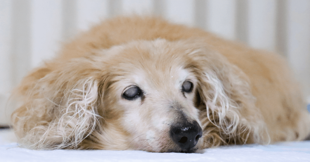伏せている老犬