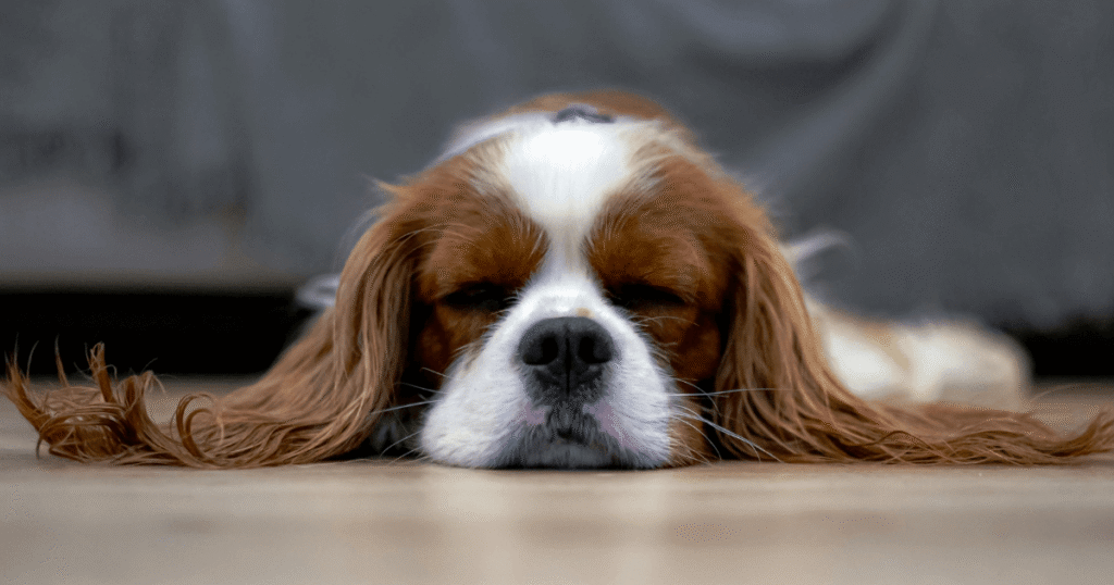 体力が低下している老犬