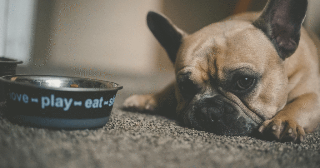 療法食を食べない老犬