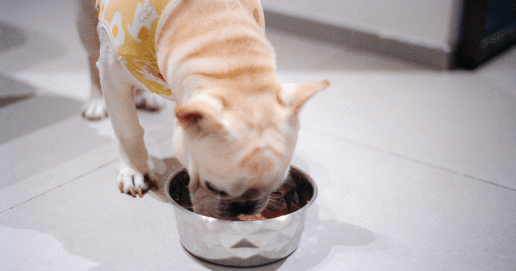 ドッグフードを食べるフレンチブルドッグの老犬