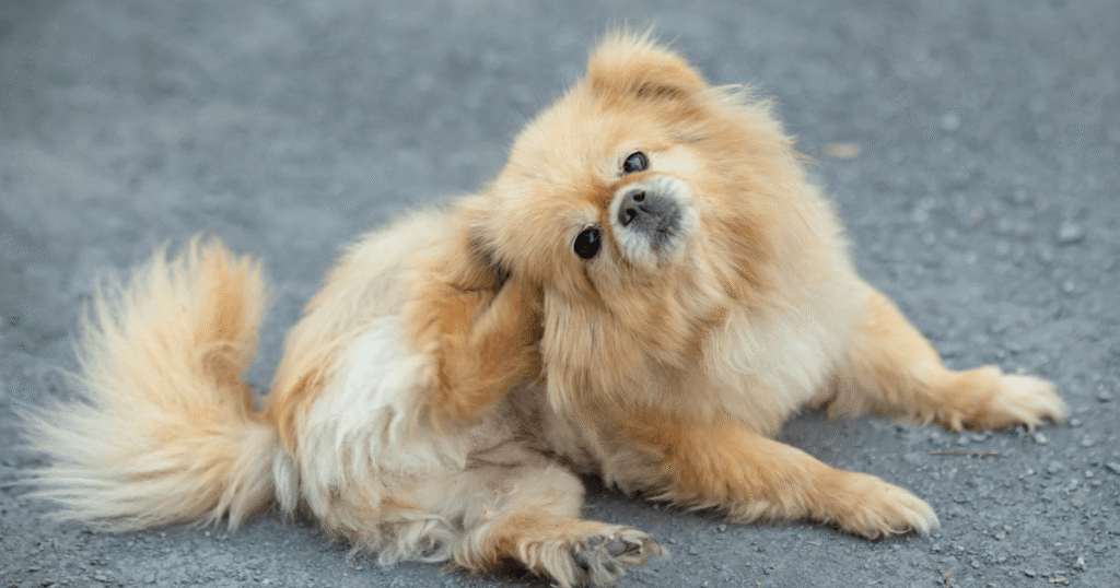 痒がるシニア犬