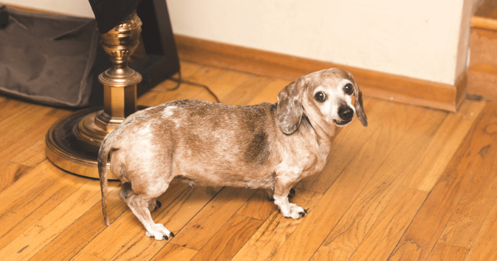 皮膚の悪いシニア犬