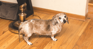 皮膚の悪いシニア犬