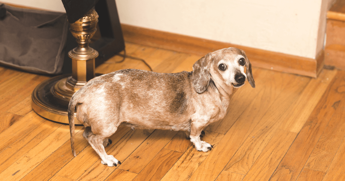 皮膚の悪いシニア犬