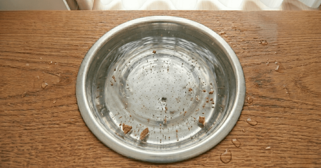 フードボウルに入った汚れた飲み水