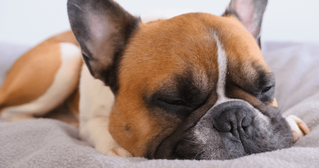 老犬のフレンチブルドッグが伏せている