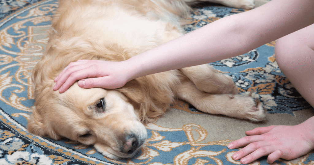 横になる老犬のゴールデン