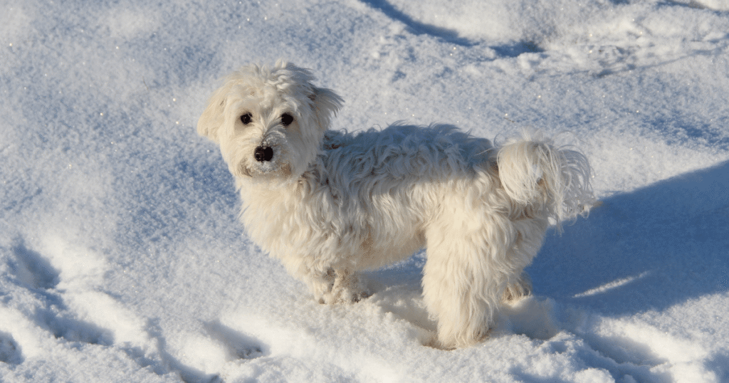 老犬のマルチーズと雪