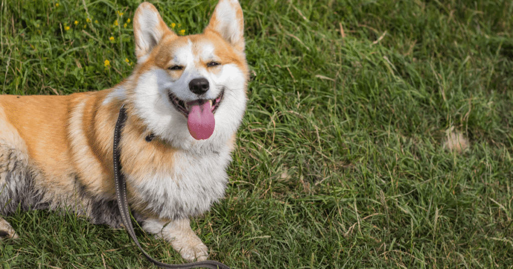 笑顔の老犬のコーギー
