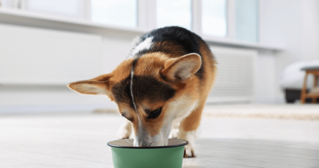 ごはんを食べるシニア犬のコーギー