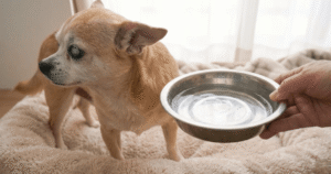 老犬のチワワと水