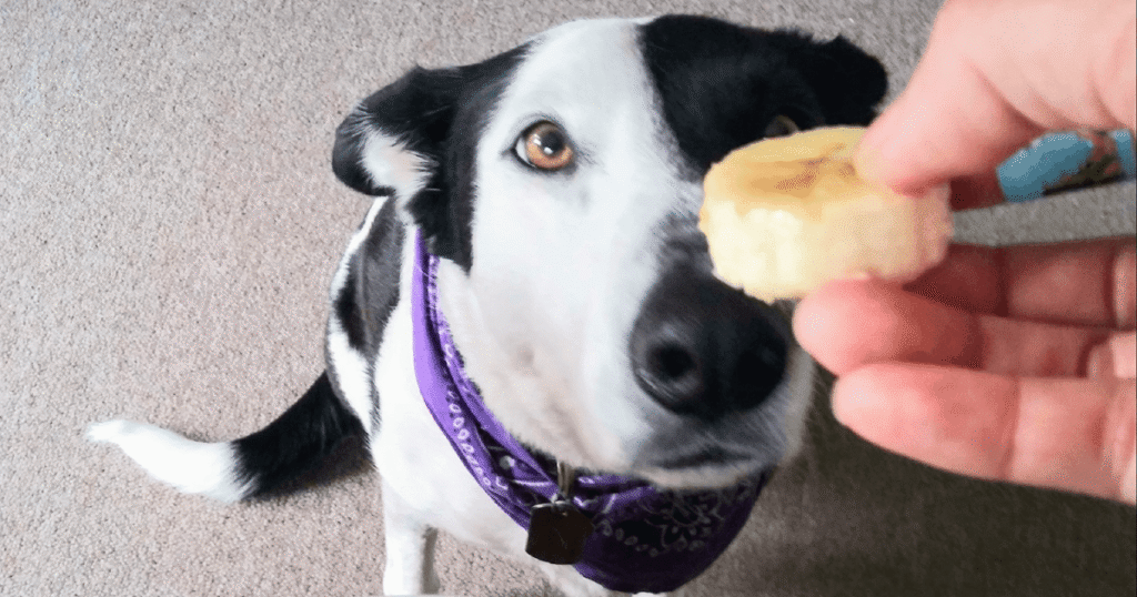 バナナとシニア犬