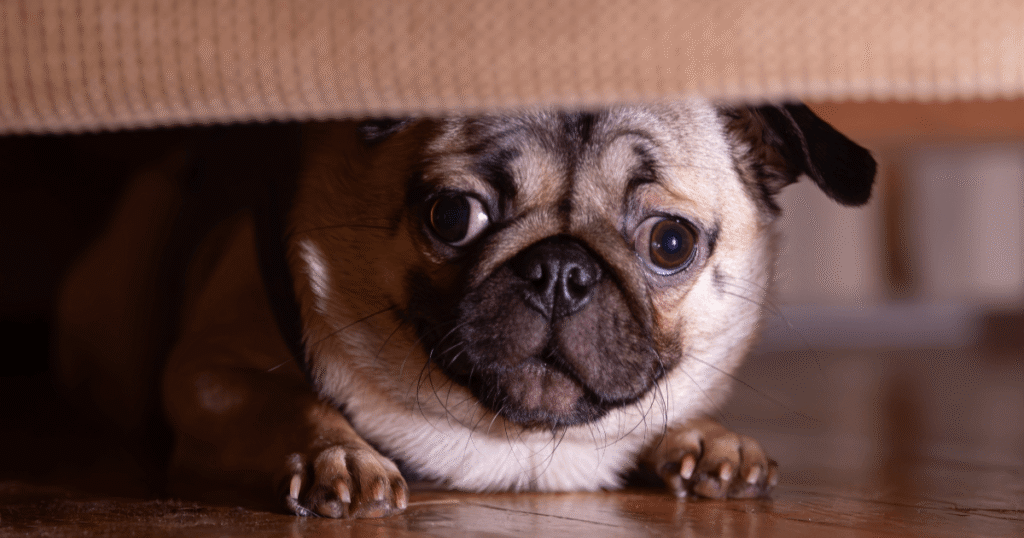 ストレスで隠れる老犬のパグ