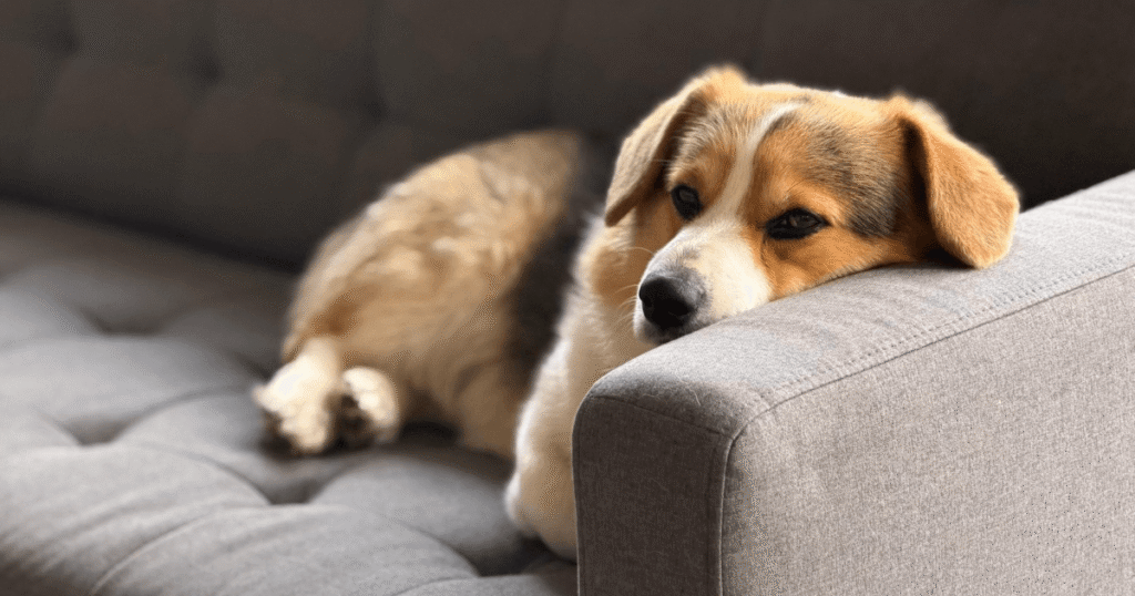 元気がないシニアのMIX犬