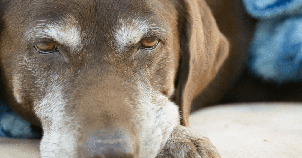 腎臓病のシニア犬