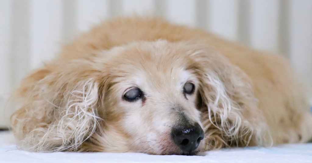 シニア犬