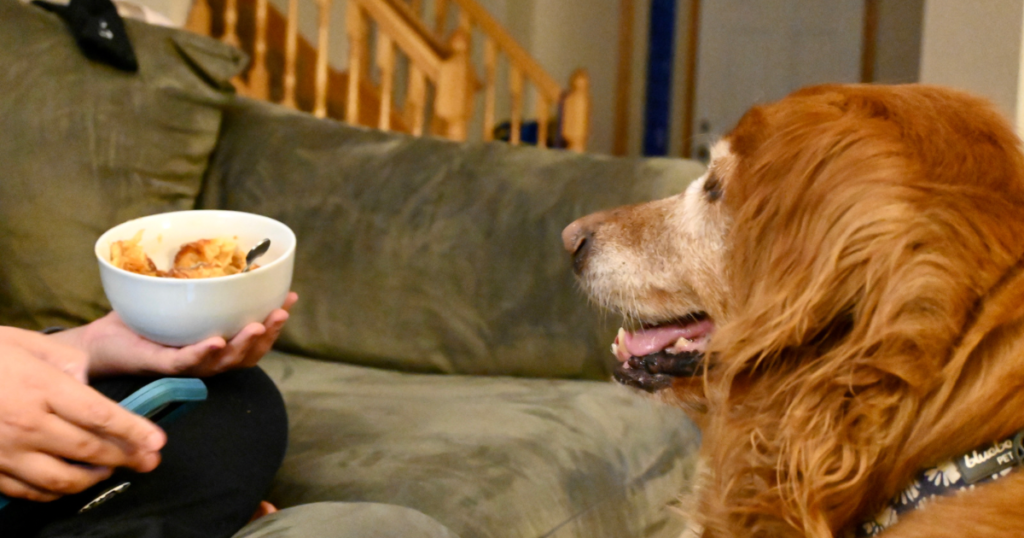 シニア犬とご飯