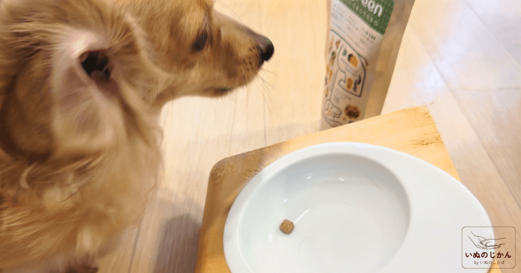 eugreenドライフードを完食する愛犬