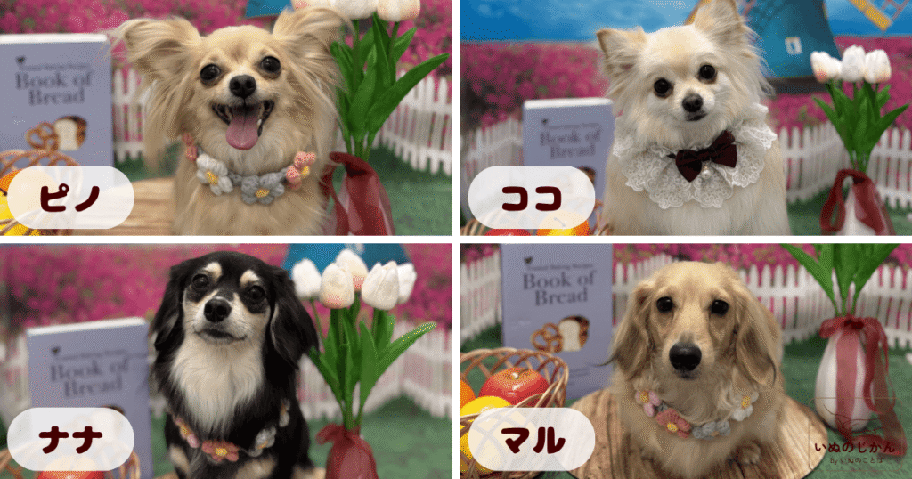ユーグリーンをお試ししする愛犬たち
