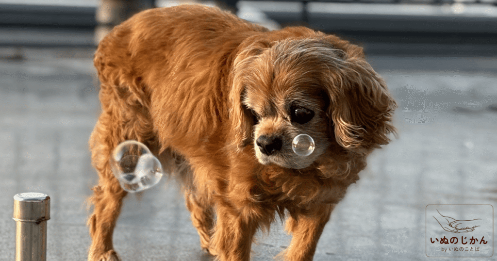 takahashi-yukina-aiken (1)