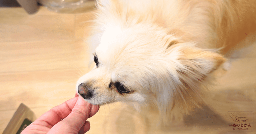 eugreenドライフードを手から食べる愛犬