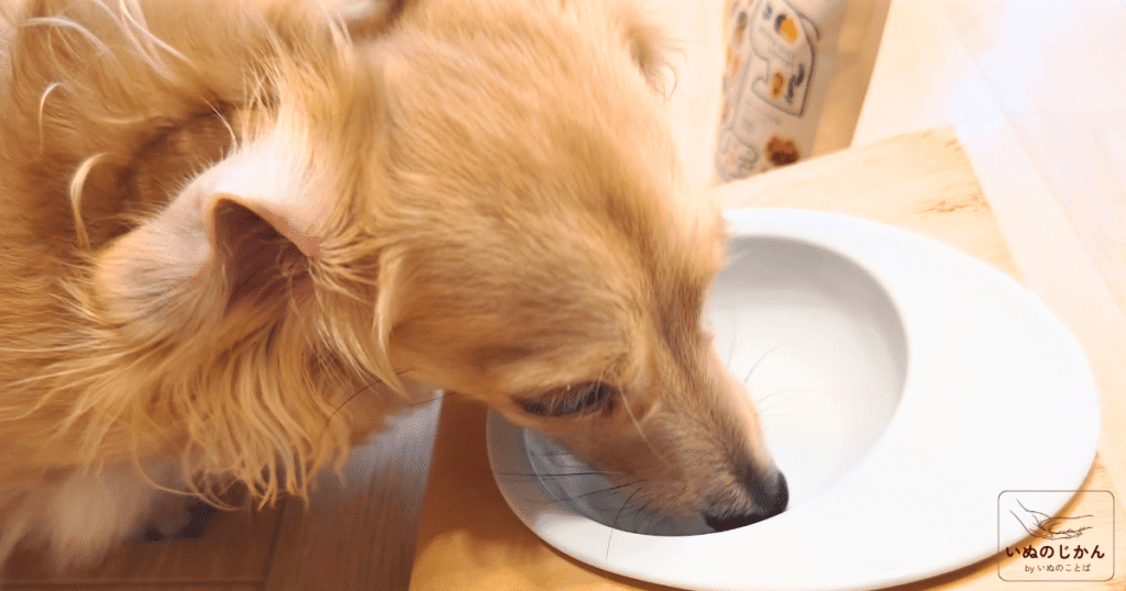 eugreenドライフードを食べ終わる愛犬
