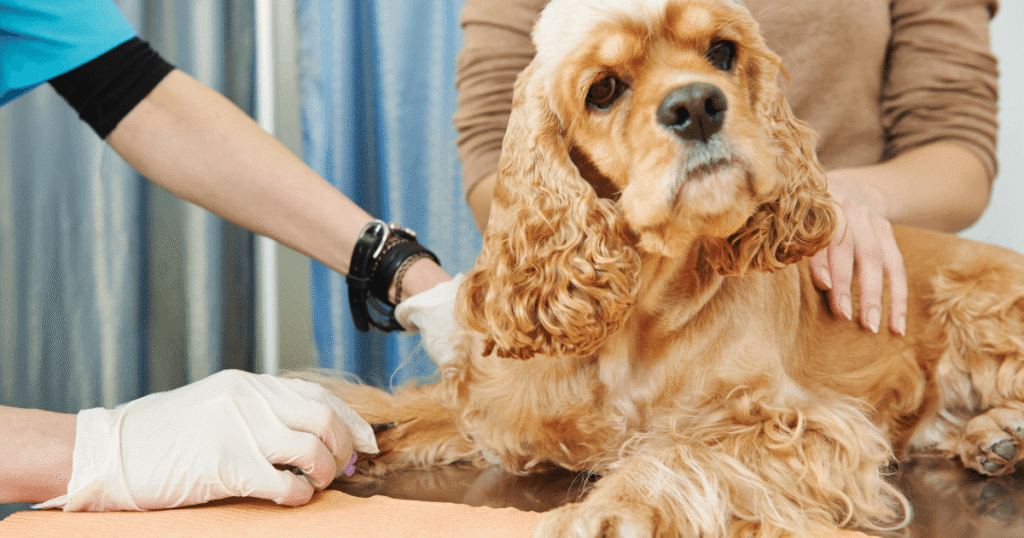 診察を受ける老犬