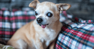チワワの老犬