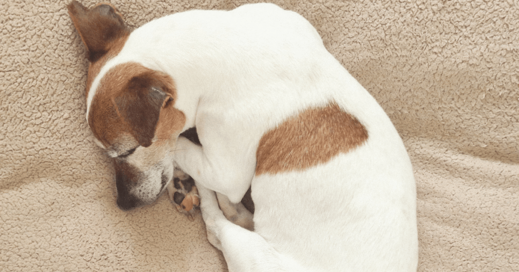 寒さで丸くなる老犬