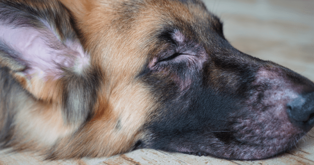 皮膚炎の老犬