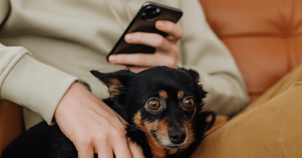 スマホを見る飼い主と老犬