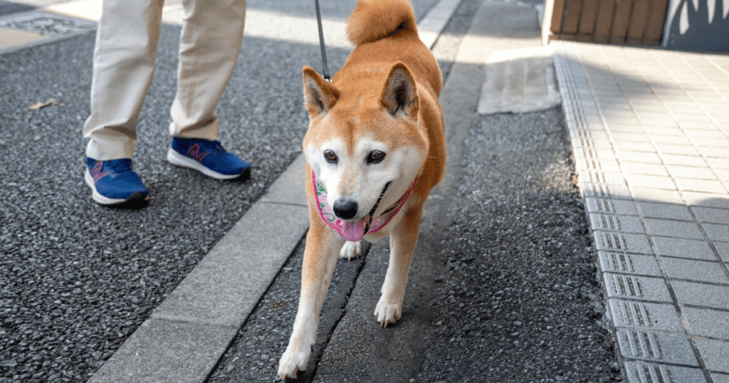 散歩する柴犬の老犬