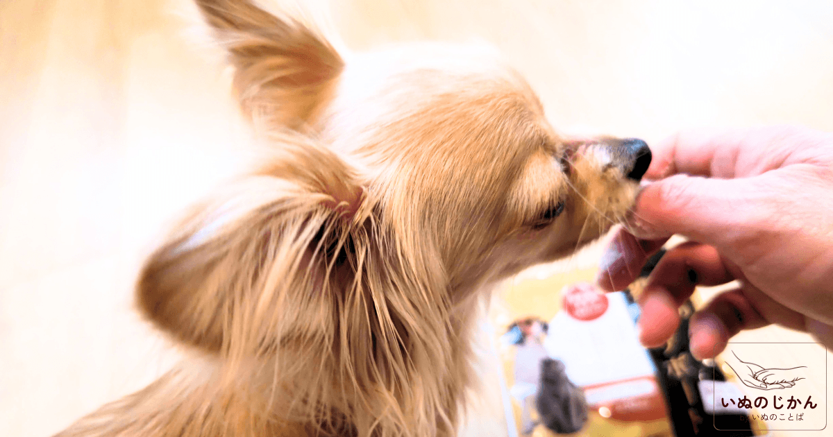 サプリメントを食べるシニアの愛犬