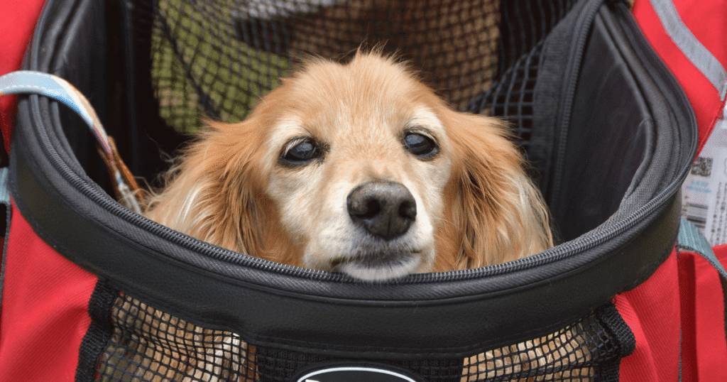 ペットカートに乗る老犬