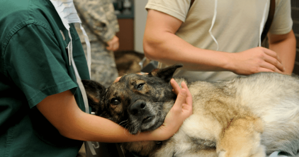 動物病院にいる老犬