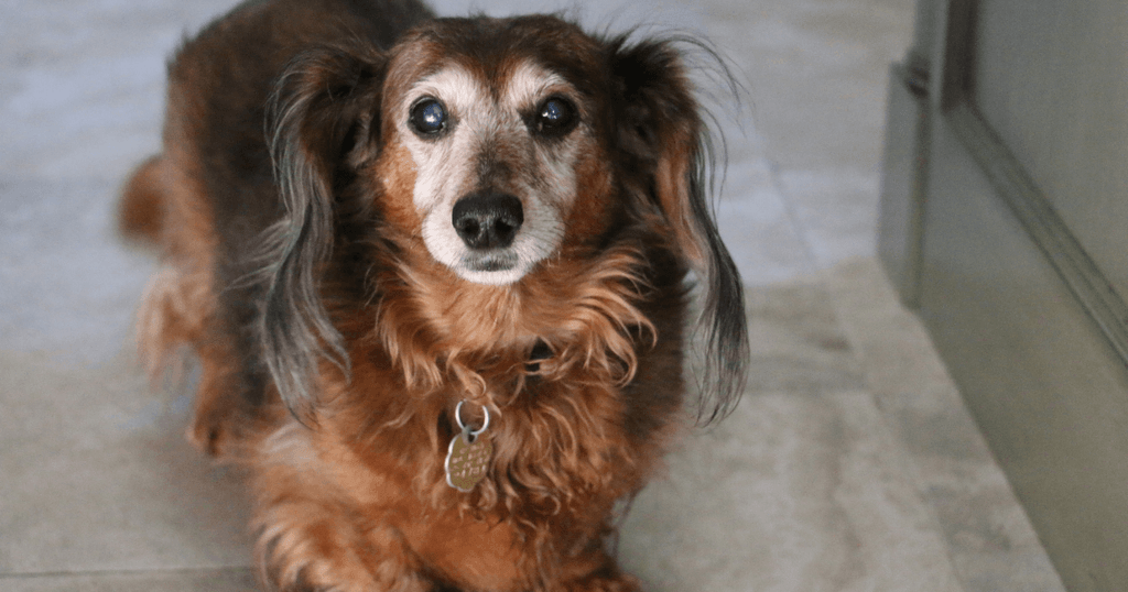ミニチュアダックスの老犬