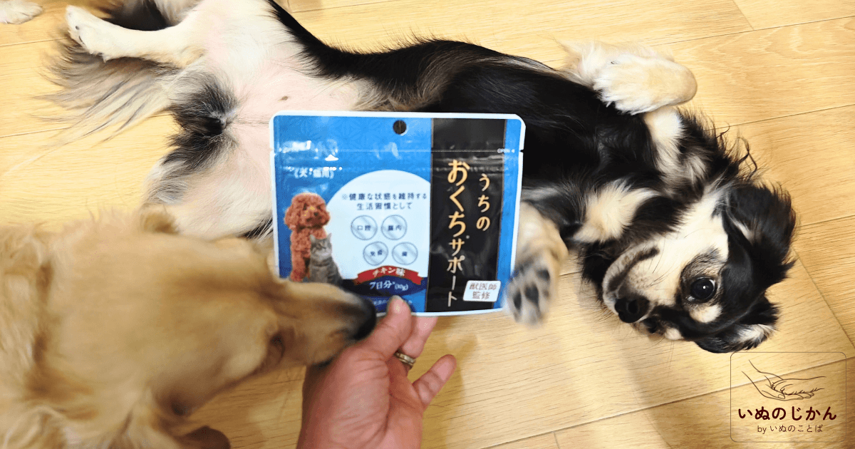 うちのお口サポートと2頭の愛犬