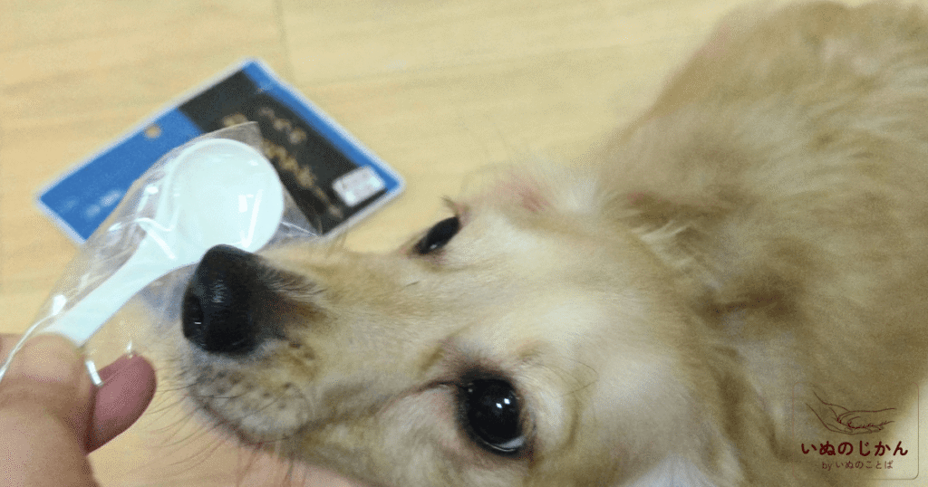 うちのお口サポートと
愛犬のチワックス