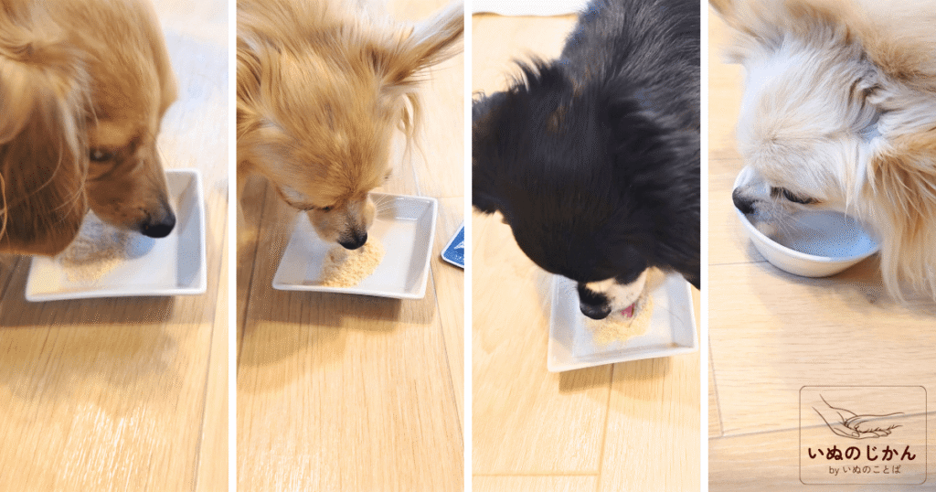 うちのお口サポートを食べる4頭の愛犬