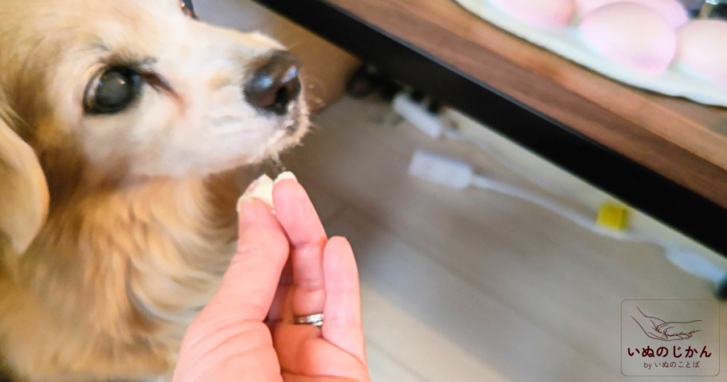 うちのお口サポートを食べる老犬の愛犬