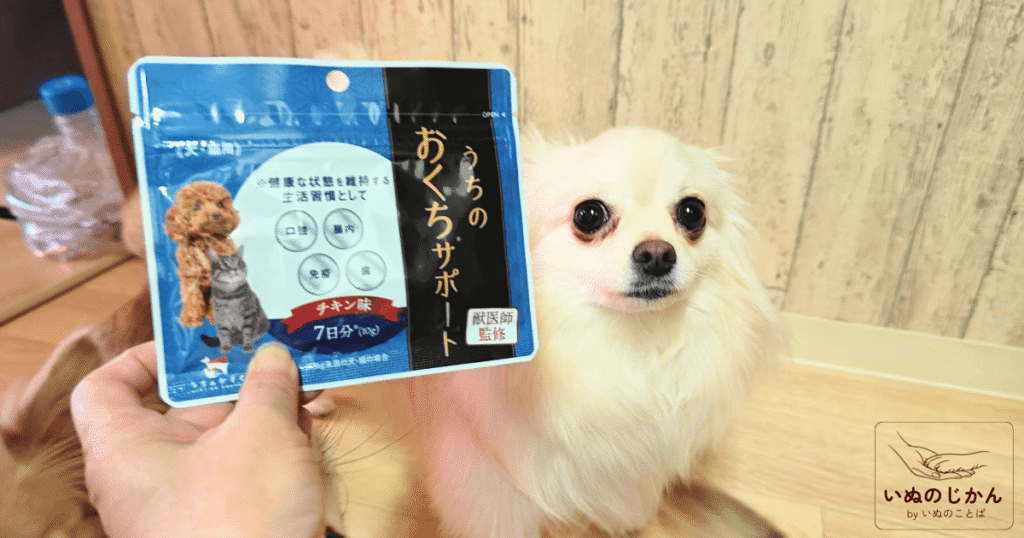 うちのお口サポートと愛犬のポメチワ