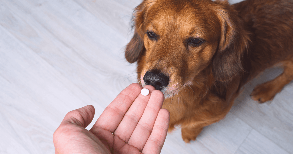 サプリを食べる老犬